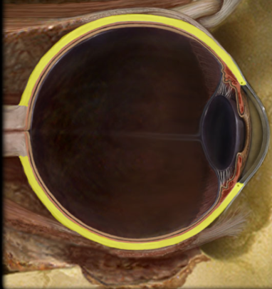 <p>Protects and maintains shape of eye</p>