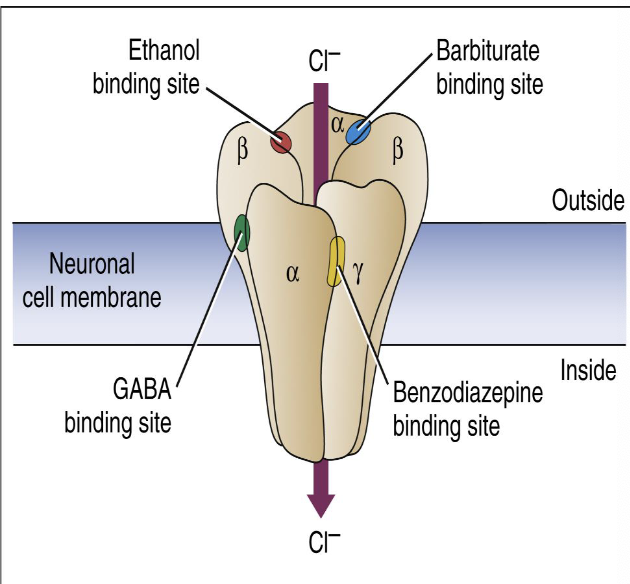 <ul><li><p>BDZ receptors are part of a complex containing a CL-channel, GABA-A receptors for the major inhibitory neurotransmitter GABA, and receptors that bind barbiturates.</p></li><li><p>GABA binds to its receptor, opens the CL-channel, CL- goes into the neuron, hyperpolarizing the cell, decreasing the neuronal firing ability.</p></li><li><p>BDZs work indirectly via allosteric modification, increasing the affinity of GABA for the GABA receptor and thus enhancing GABA’s inhibitory action.</p></li></ul><p></p>