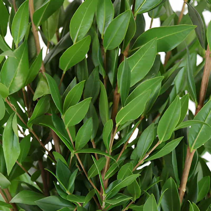 <p>Myrtle</p>