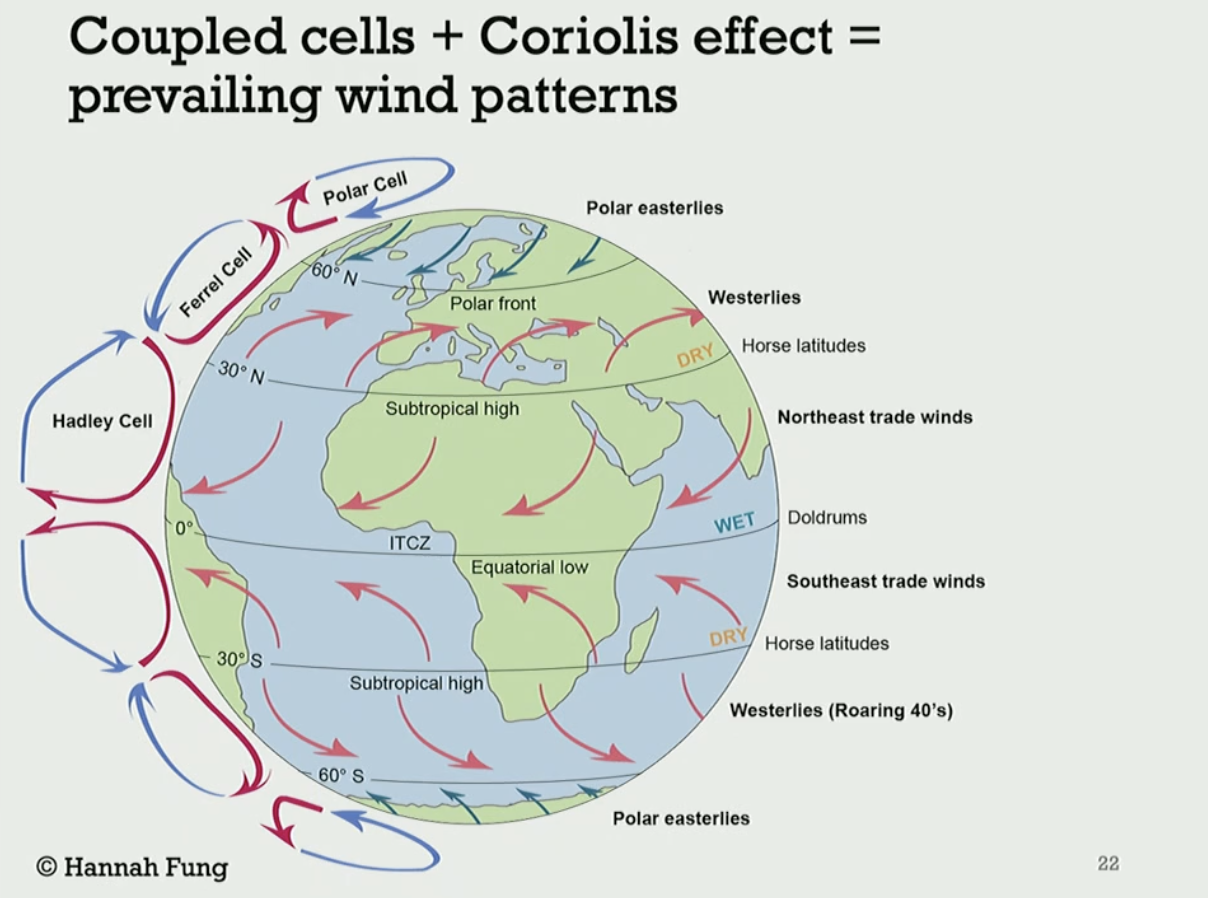 <p>Because Hadley Cells returning air masses towards the equator and the Coriolis Effect is deflecting them westward, Northeast and Southeast Trade winds are formed near the equator.  </p>