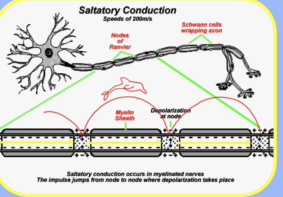 <p>Gaps between Schwann cells where the impulse <strong>jumps from node to node</strong>, speeding up transmission</p>
