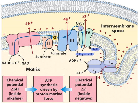 <p>Electrons in the matrix → pass through complex I (NAD+ created) → electrons to Q (4H+ pumped to the intermembrane space) → electrons passed to complex III (4 H+ pumped to the intermembrane space) → electrons to cytochrome C and complex IV (2 H+ pumped to intermembrane space) → electrons accepted by oxygen → proton gradient used to fuel ATP synthase</p>