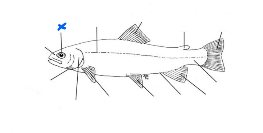 <p>What is this?</p>