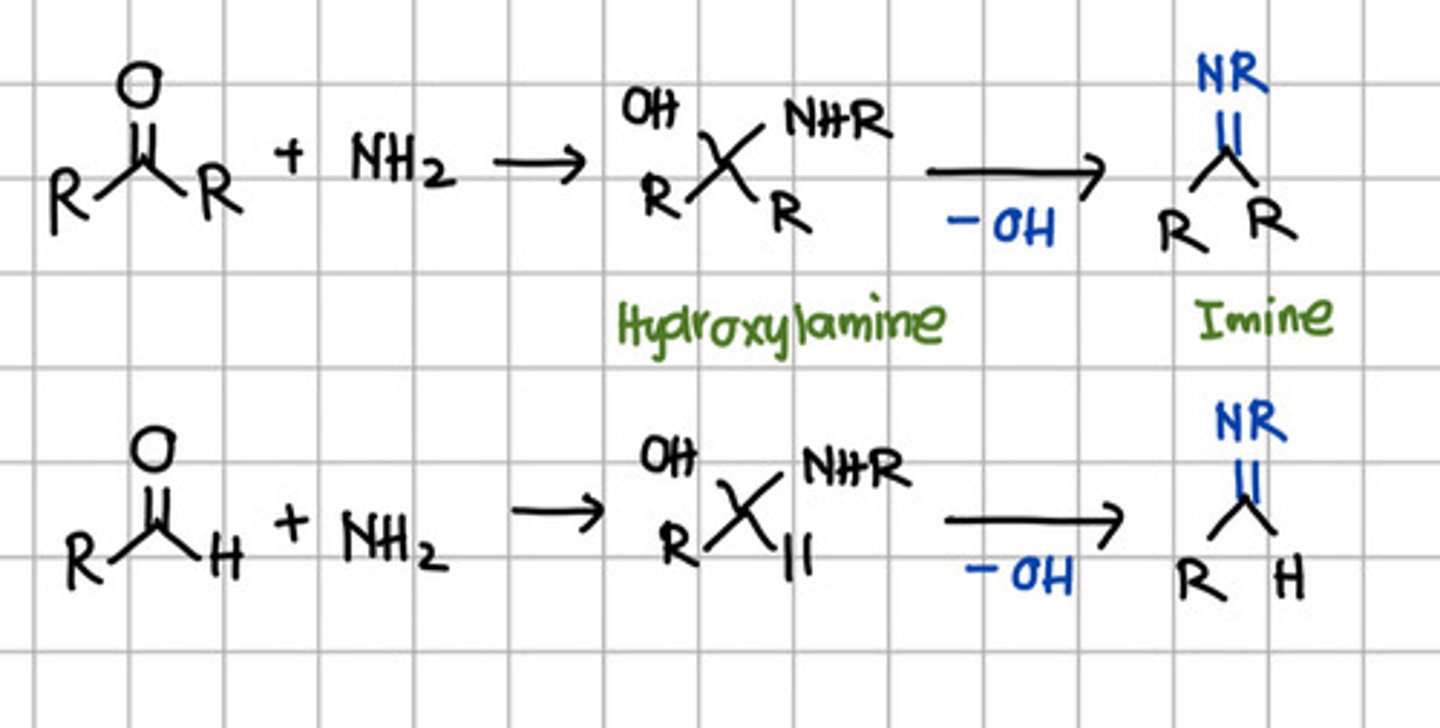 <p>b. Secondary amine - aka Imine.</p>