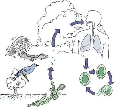 <p>In <strong>nitrogen-rich soil</strong>, particularly in areas contaminated with <strong>bird or bat droppings</strong>.</p>