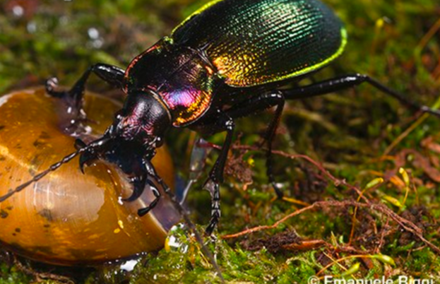 <p>*Front wing elytra, hind wing membranous *Elytra meet down the middle *Well developed pronotum *Black or Green coloration *Long legs; elongated head and mandible *Live on ground *Shiny lined elytra</p>