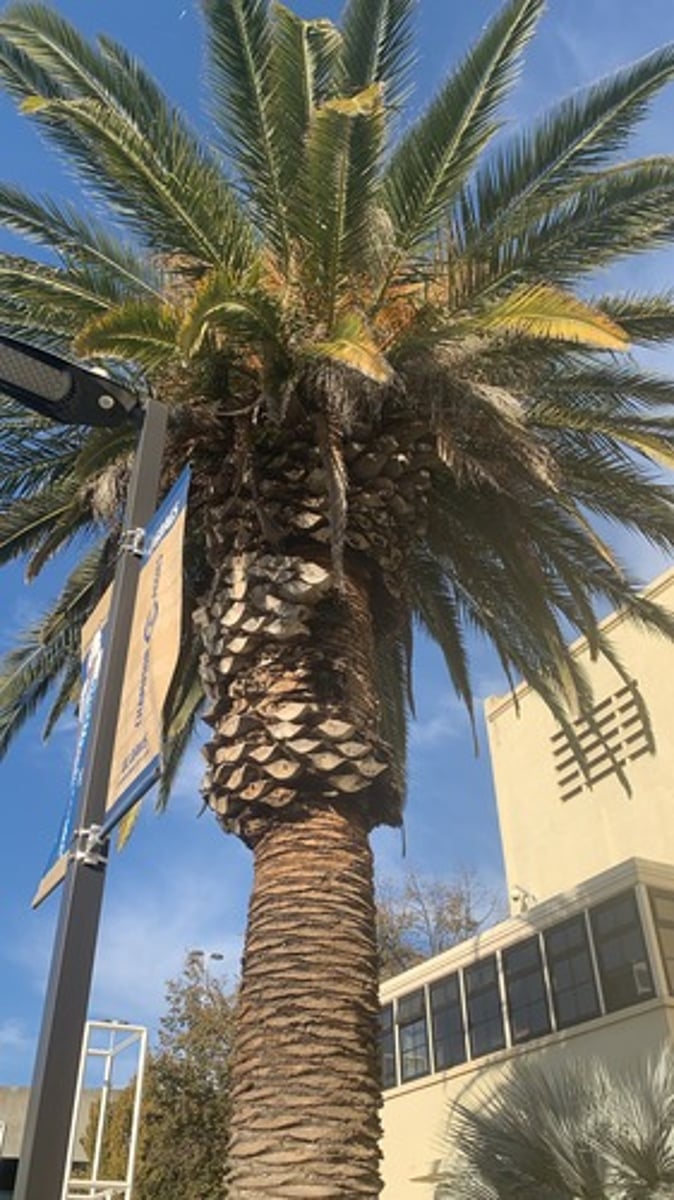 <p>Canary Island Date Palm</p>