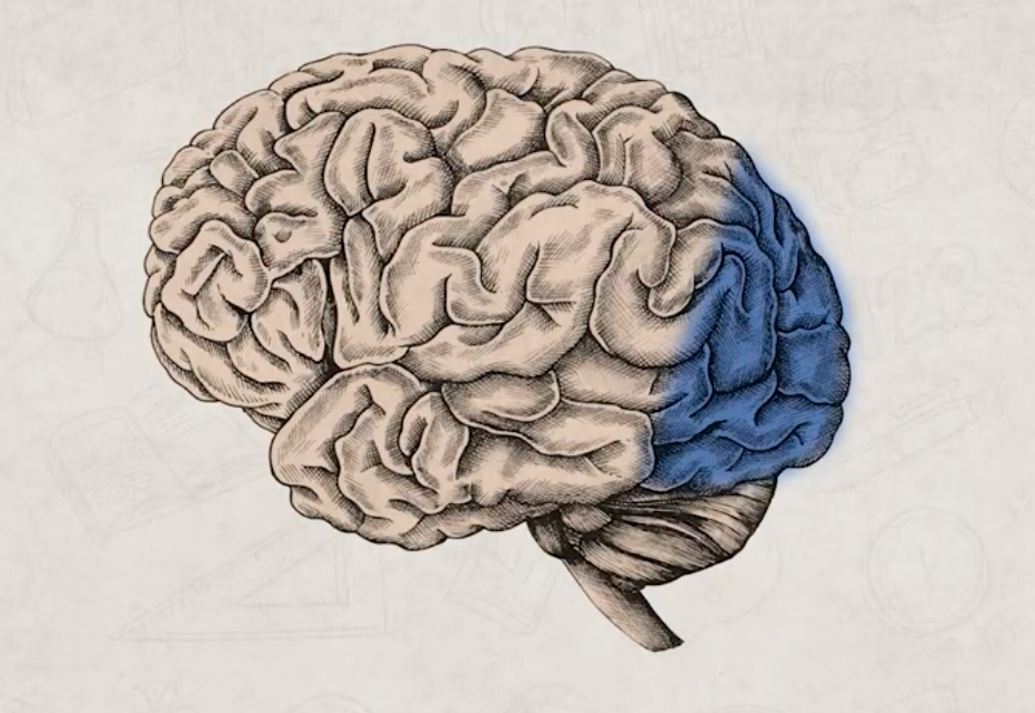 <p>processes visual information </p>