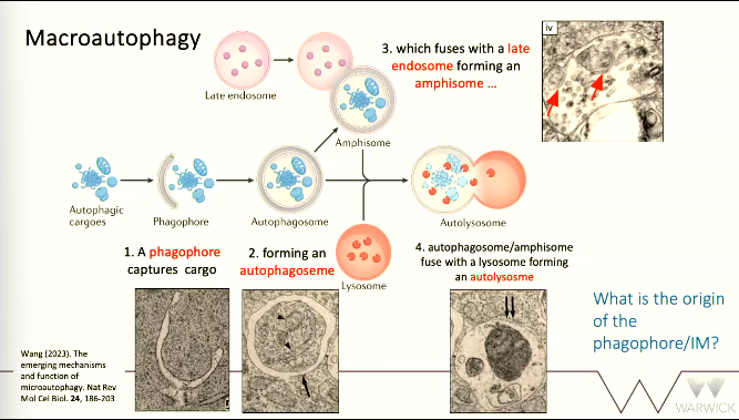 <p>MACROAUTOPHAGY</p><ol><li><p>a ______ grows and captures cargo</p></li><li><p>it fuses with itself forming an __________</p></li><li><p>autophagosome fuses with a late ______ to form an _______</p></li><li><p>the autophagosome/_______ fuse with a lysosome to form an _______</p></li><li><p>_______ occurs</p></li></ol><p></p>