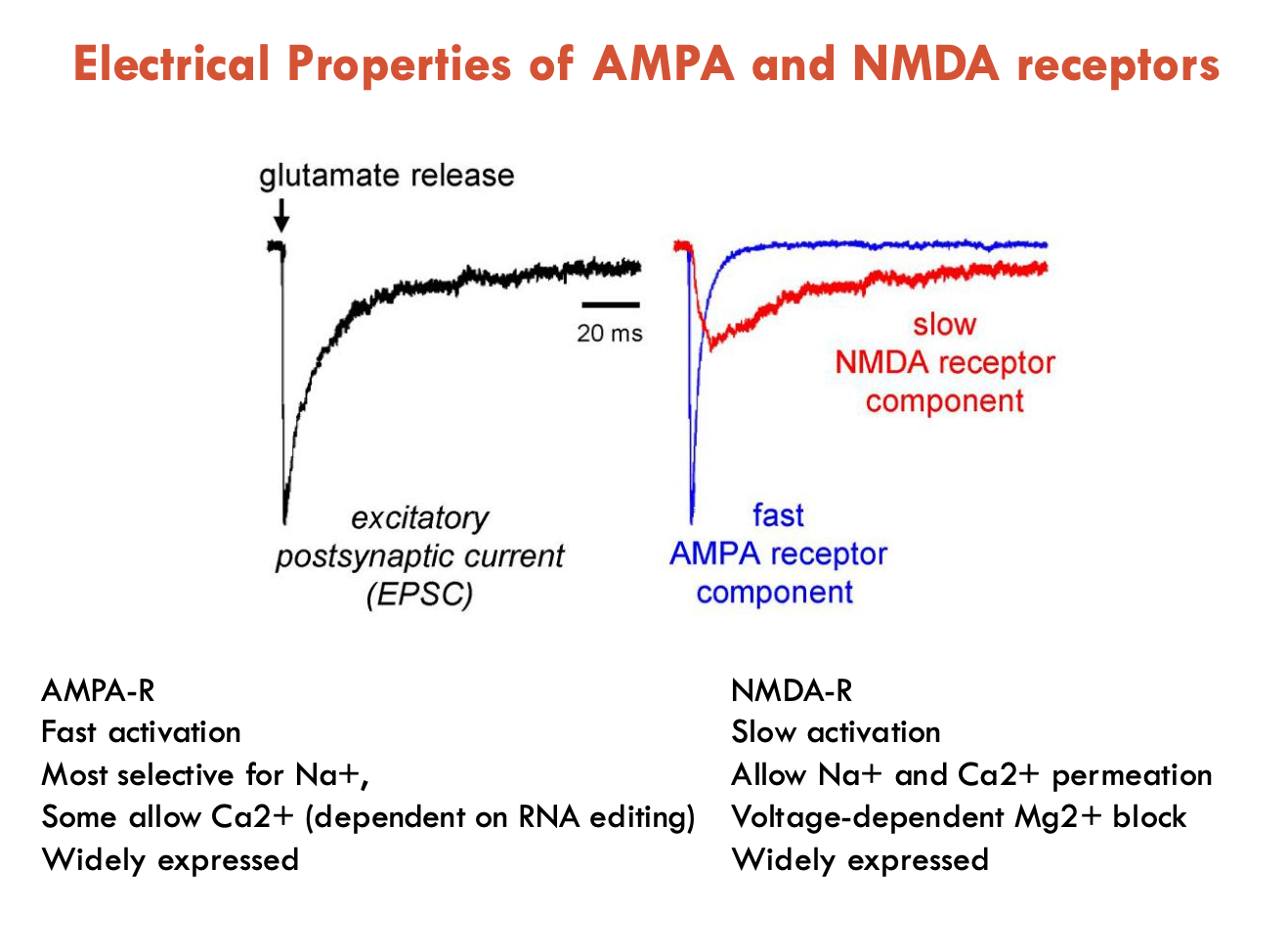 <p><strong>AMPA-R</strong></p><ul><li><p>fast activation and desensitisation (inactivation)</p></li><li><p>most selective for Na<sup>+</sup></p></li><li><p>some allow Ca<sup>2+</sup> (dependent on RNA editing)</p></li><li><p>widely expressed</p></li></ul><p><strong>NMDA-R</strong></p><ul><li><p>slow activation and desensitisation</p></li><li><p>allow Na<sup>+</sup> and Ca<sup>2+</sup> permeation</p></li><li><p>voltage-dependent Mg<sup>2+</sup> block</p></li><li><p>widely expressed</p></li></ul><p></p>