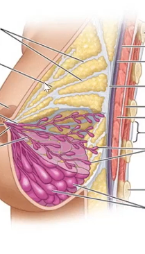 <p>What is the grey tissue</p>