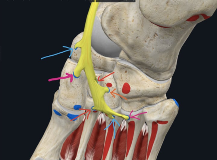 <p>insertion: tibialis posterior</p>