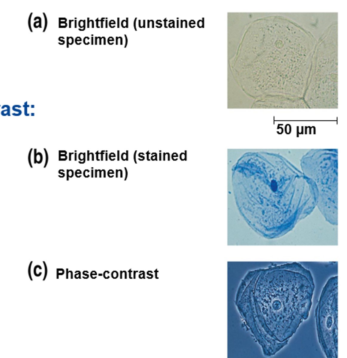 <p>1. brightfield (unstained specimen)</p><p>2. brightfield (stained specimen)</p><p>- what we use</p><p>3. phase-contrast</p>