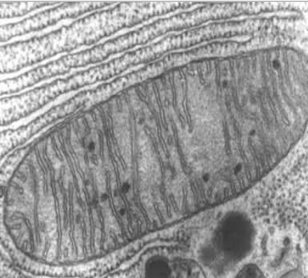 <p>What part of the cell is this and what is its function?</p>