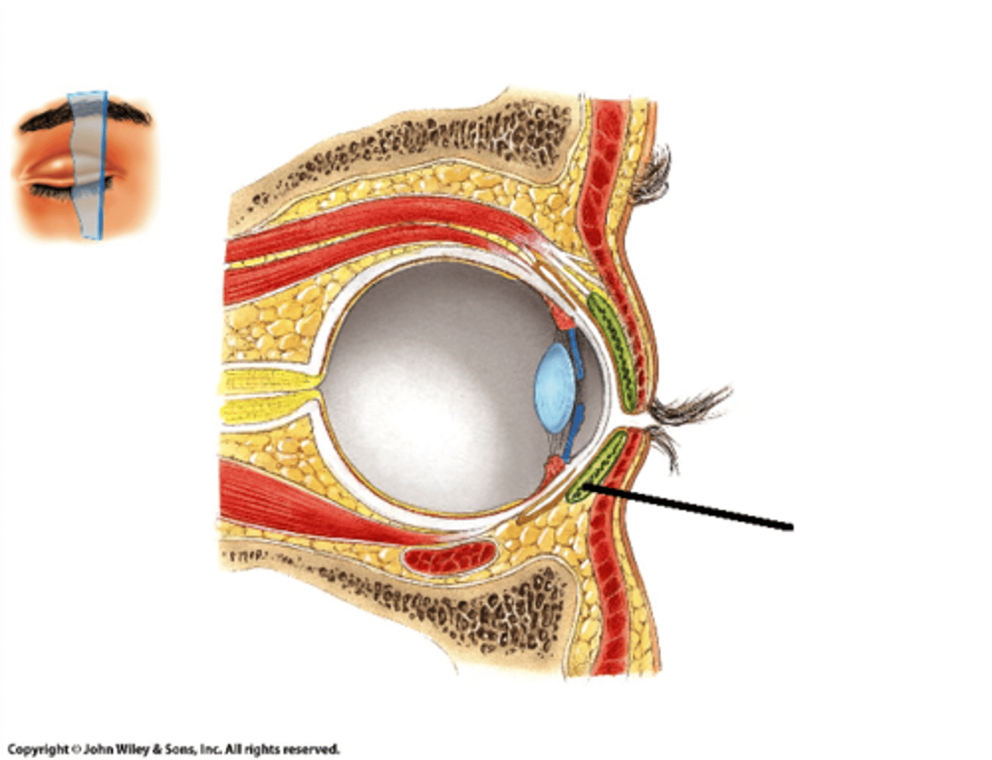 <p>sebaceous oil glands in eyelids and stops tears from evaporating</p>