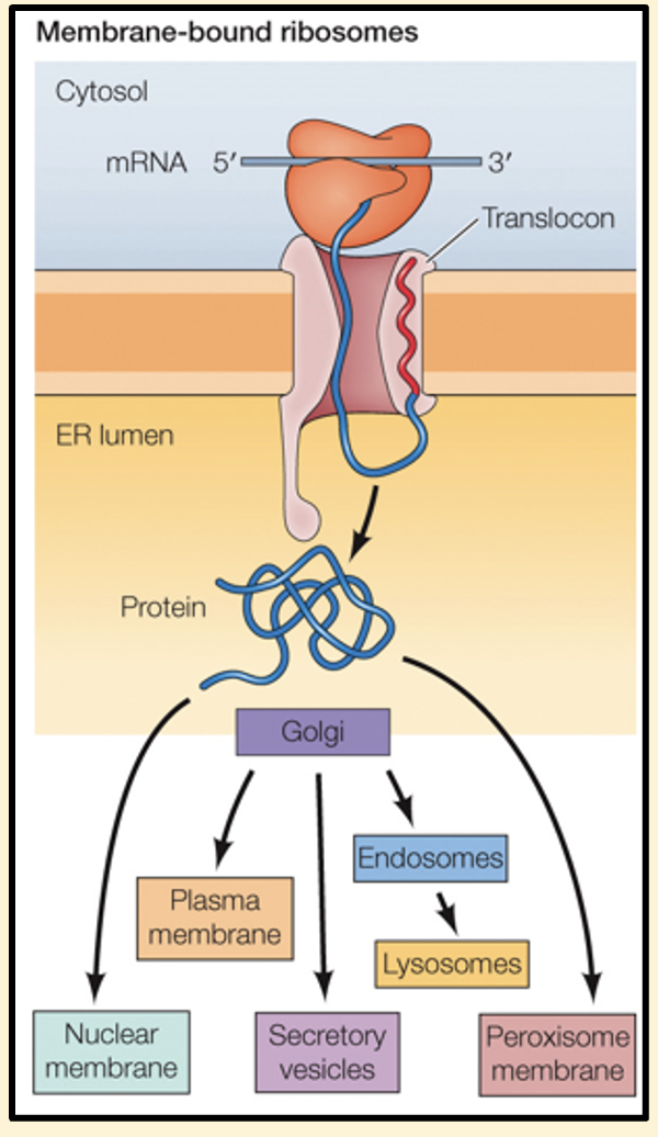 <p>Endoplasmic reticulum</p>