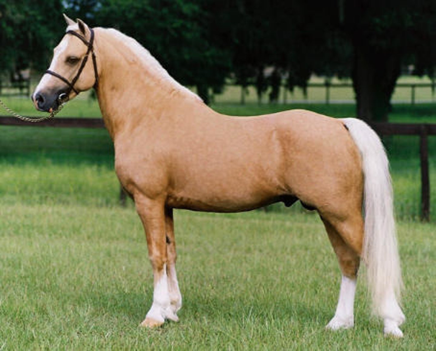 <p>- Golden yellow with flaxen mane and tail</p><p>- Note that this is also a breed registry name, eluding to the color requirement of the breed</p>