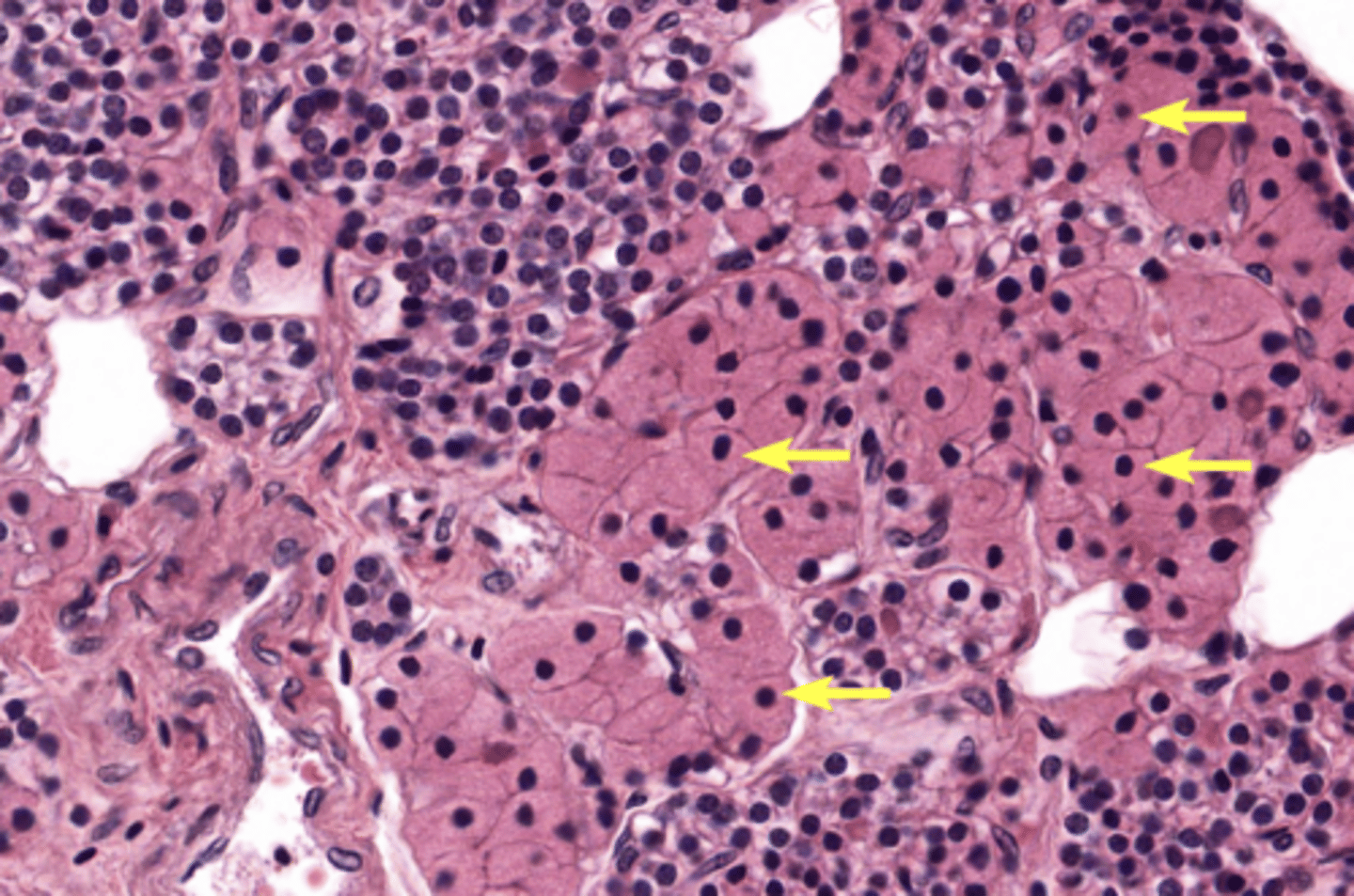 <p>In parathyroid gland</p>