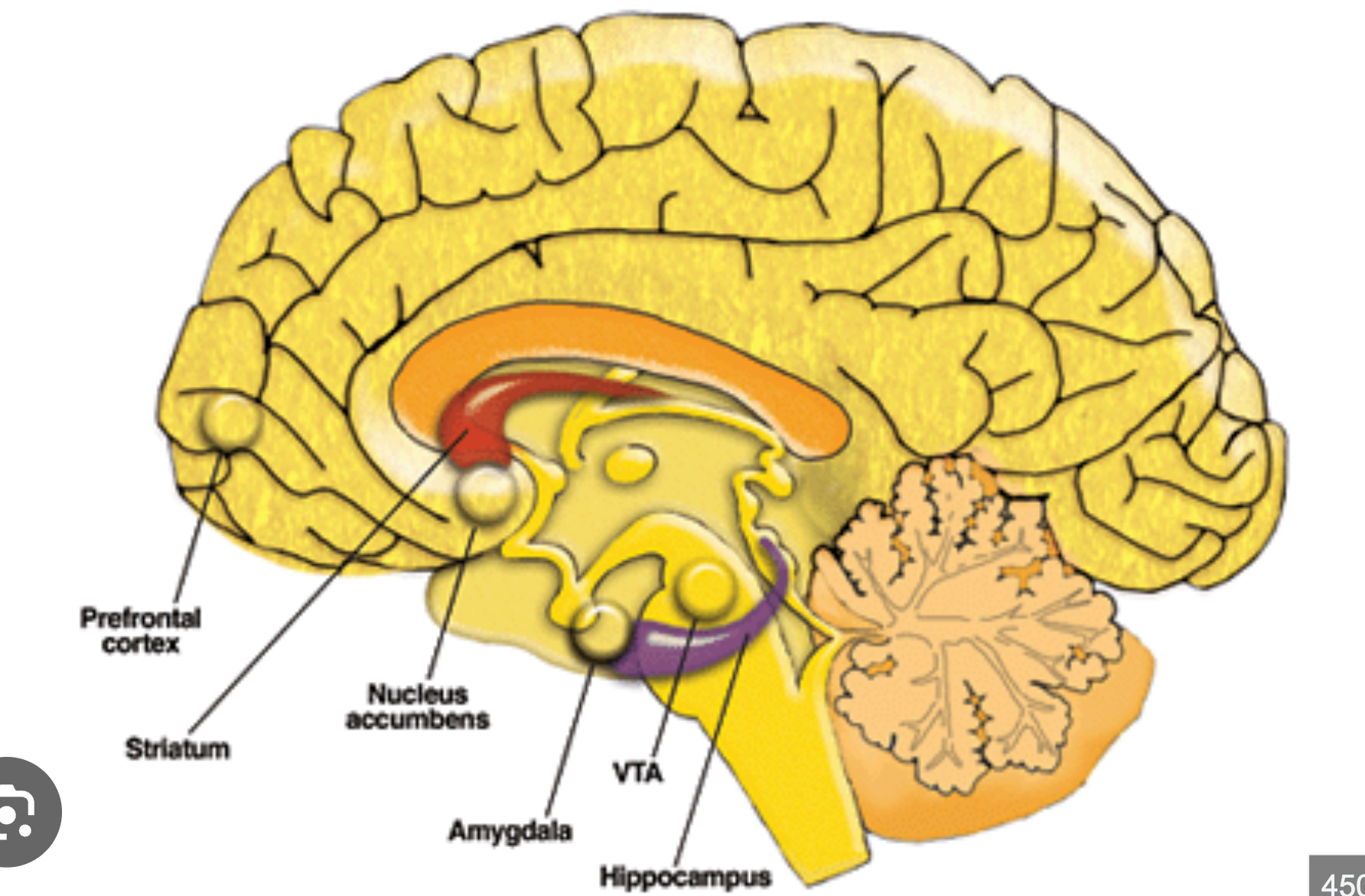 <p>Nucleus accumbens</p>