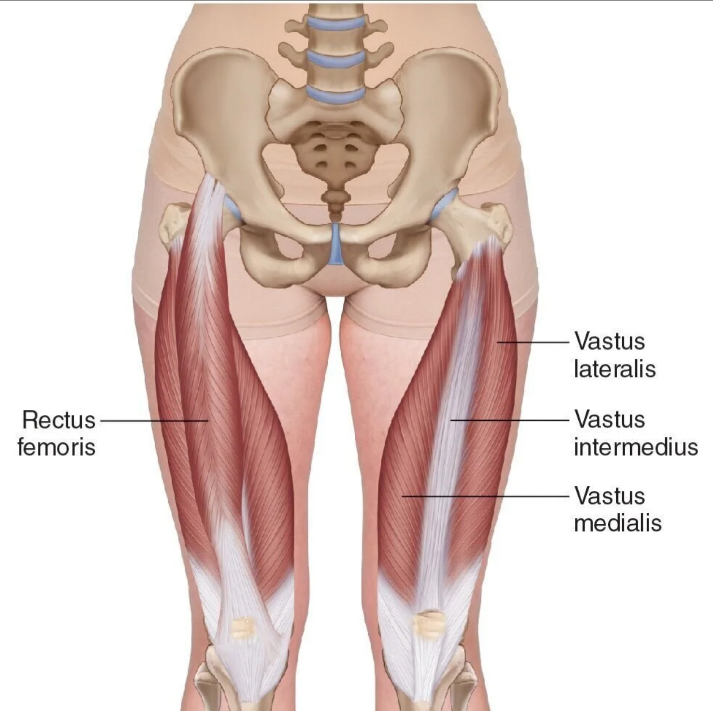<ol><li><p>Rectus Femoris</p></li><li><p>Vastus Lateralis</p></li><li><p>Vastus Medialis</p></li><li><p>Vastus Intermedius</p></li></ol><p></p>