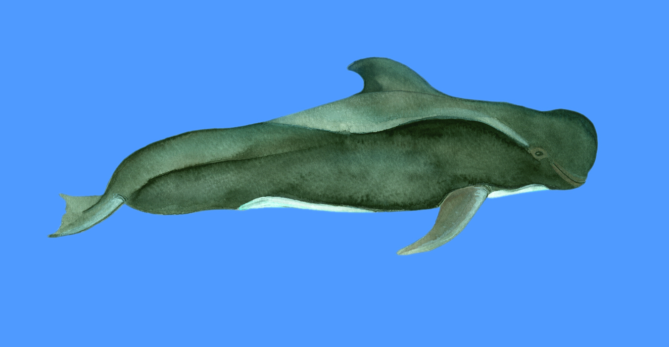 What’s the scientific name of the short-finned pilot whale?