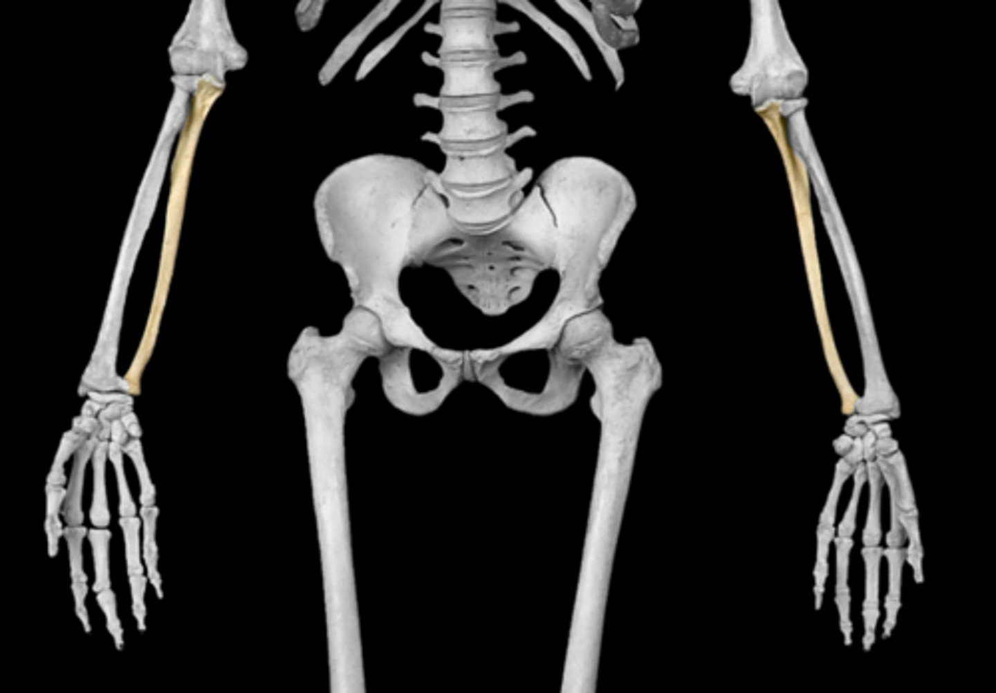 <p>medially placed</p>