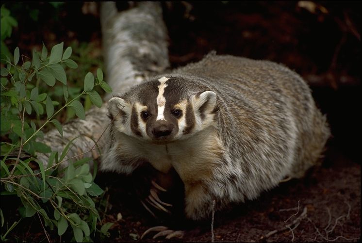 <p>American Badger</p>