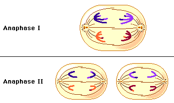 <p>The chromosomes get pulled apart into sister chromatids to polar opposite sides. The cells will now get split in telophase + cytokinesis II.</p>