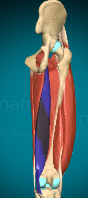 <p>What is this muscle and where are the attachment points?</p>