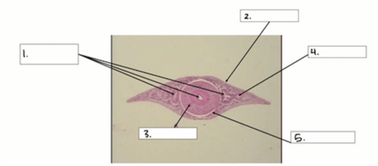 <p>What structure is being pointed to? (2)</p>