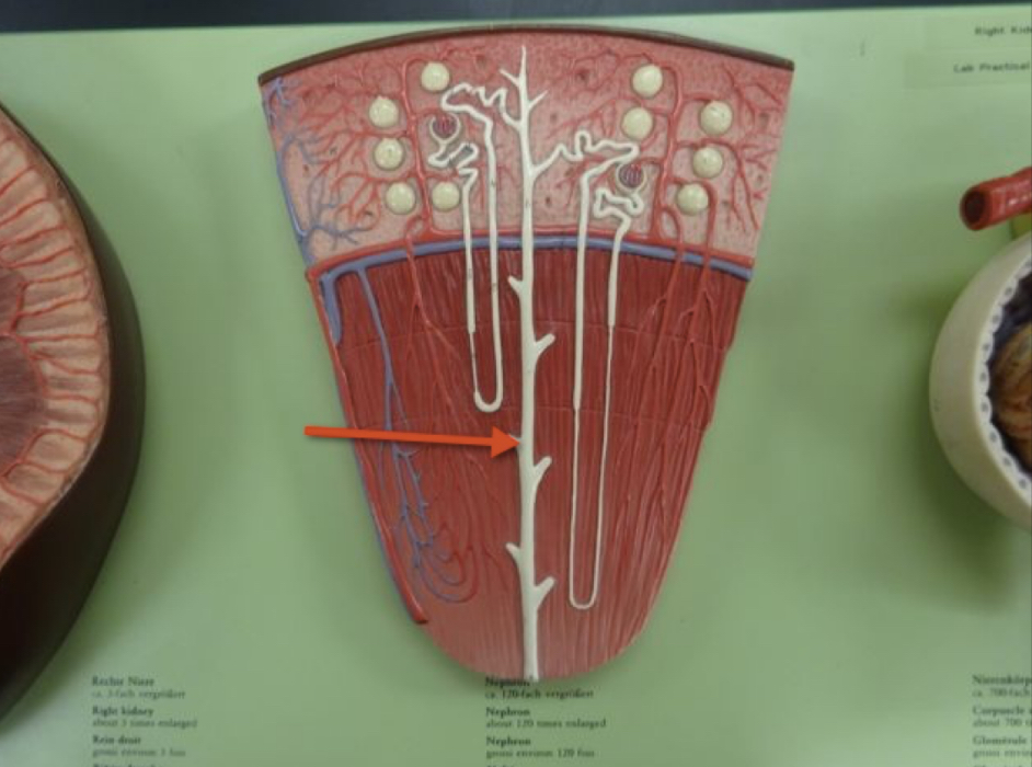 <p>Name the structure </p>