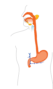 <p>Tube connecting the throat to the stomach</p>