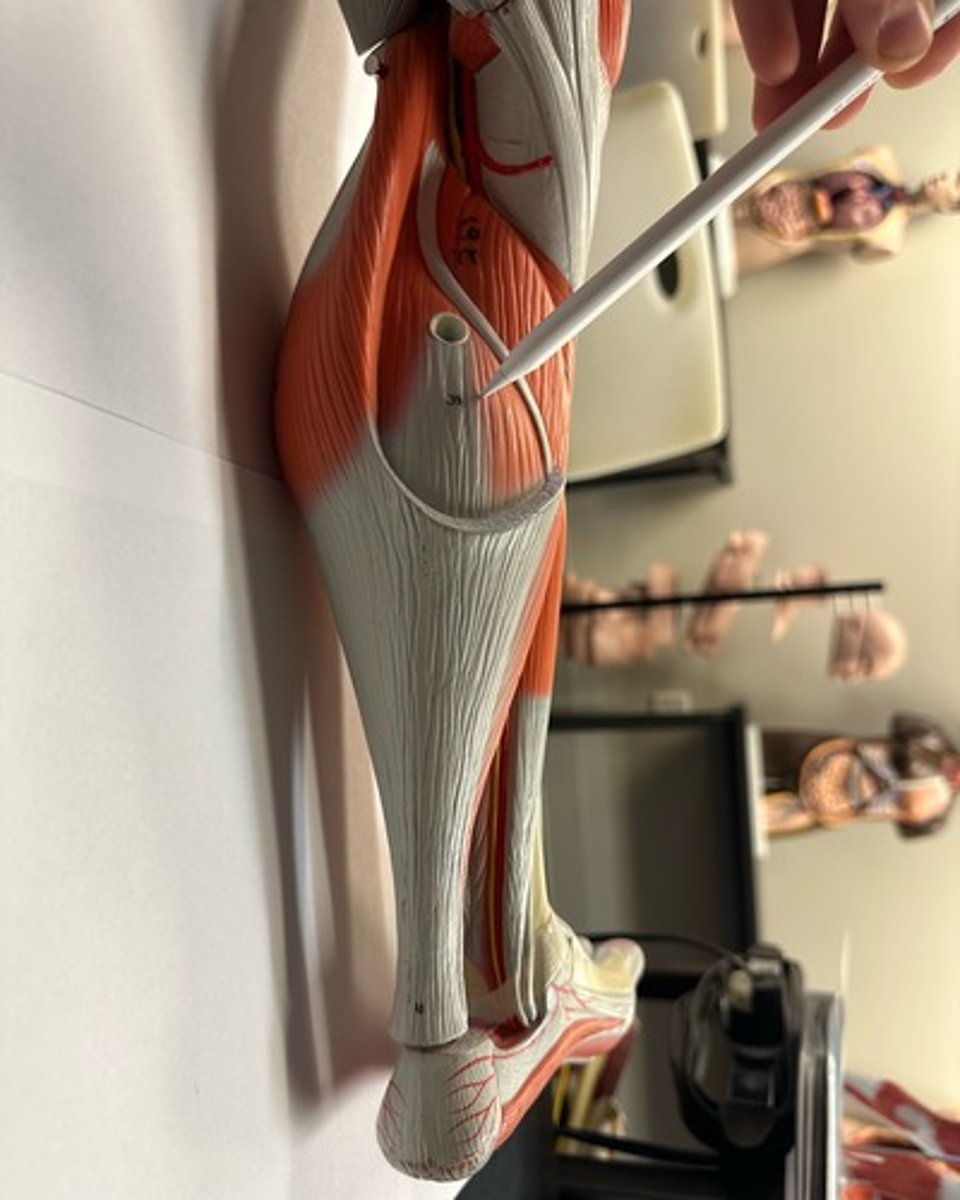 <p>What are the (2) attachments of the Soleus?</p>