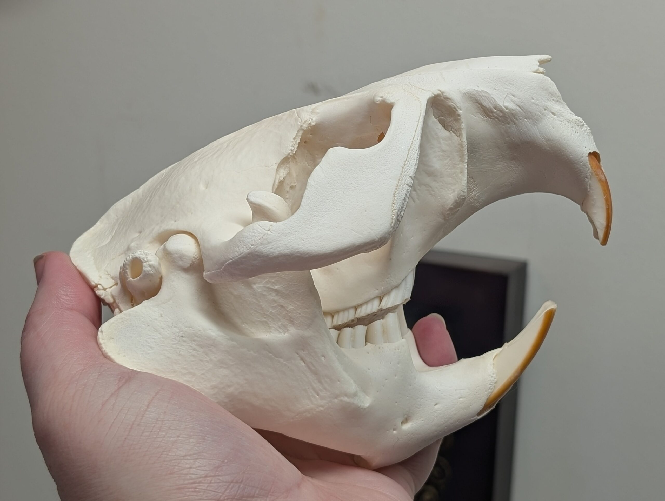 <p>big orange teeth</p>