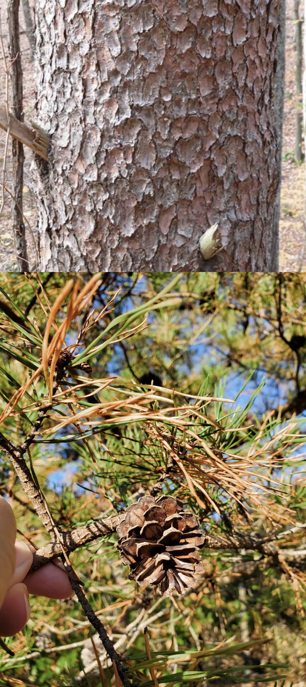 <p>virginia pine</p>