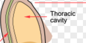 <p>thoracic cavity</p>