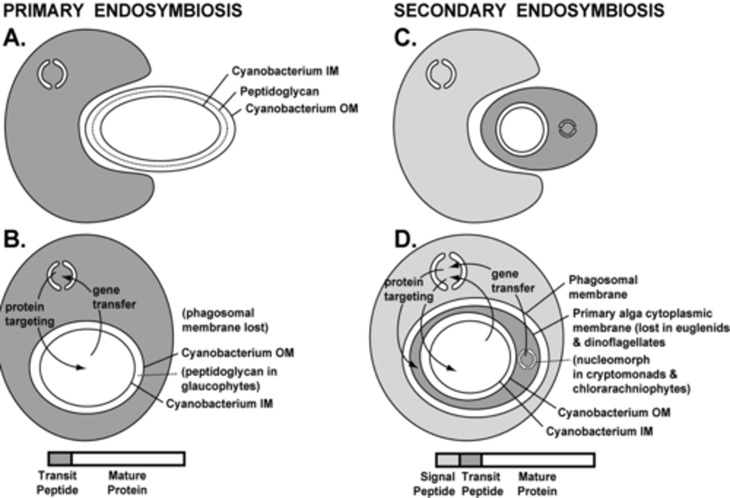 <p>explains the existence of several organelles of eukaryotes. The theory states that the organelles originated as symbioses between separate single-celled organisms</p><p>(e.g. mitochondria and chloroplasts w/double membrane, circular DNA, ribosomes, multiply by binary fission. They both evolved via endosymbiosis)</p>