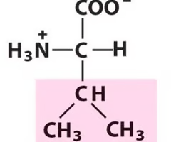 <p>Nonpolar, aliphatic R Groups</p>