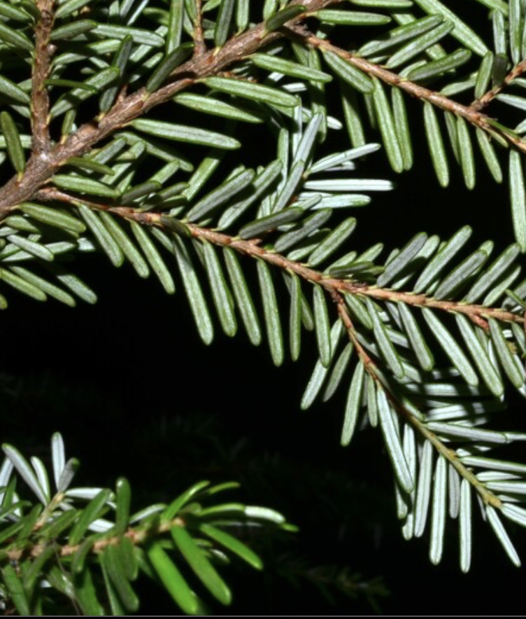 <p>identify by leaves</p>