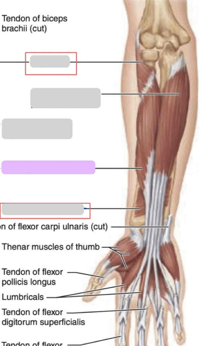 <p><span>Anterior arm (deep)</span></p>