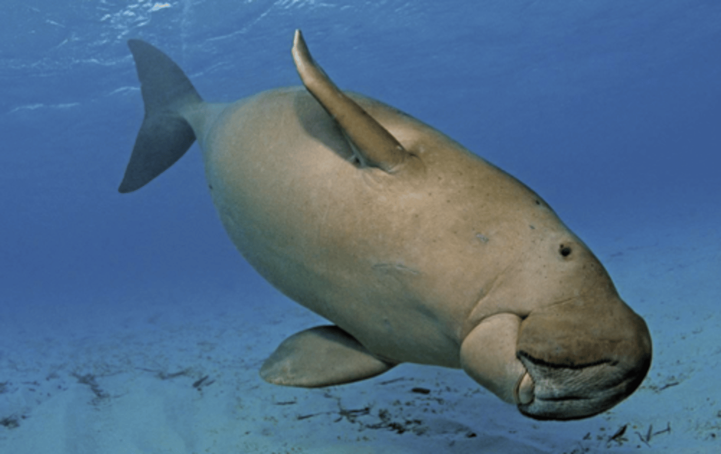 <p>Family, Order, Infraclass, Subclass</p><p>-dolphin-like tail</p><p>-shallow cleft lip</p><p>-no nails on flipper</p>