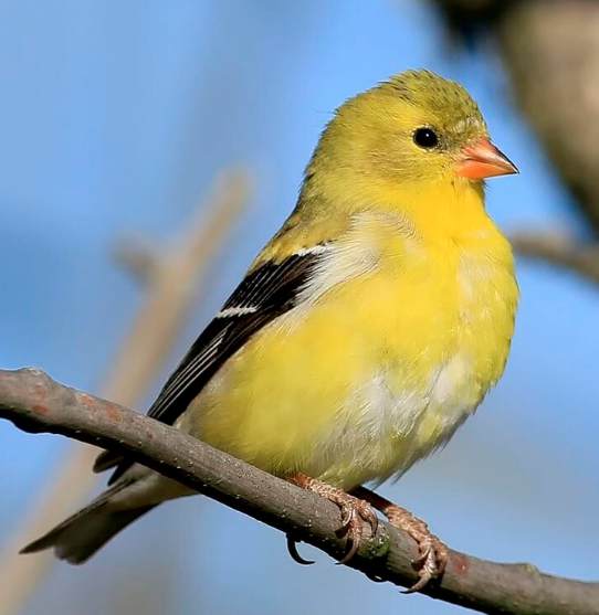 <p><u>American Goldfinch</u>, <em>Spinus tristis</em> - A small songbird with a bright yellow plumage and a distinctive flight call, commonly found in North America. <strong>Females </strong>lack breeding male’s black forehead. </p>