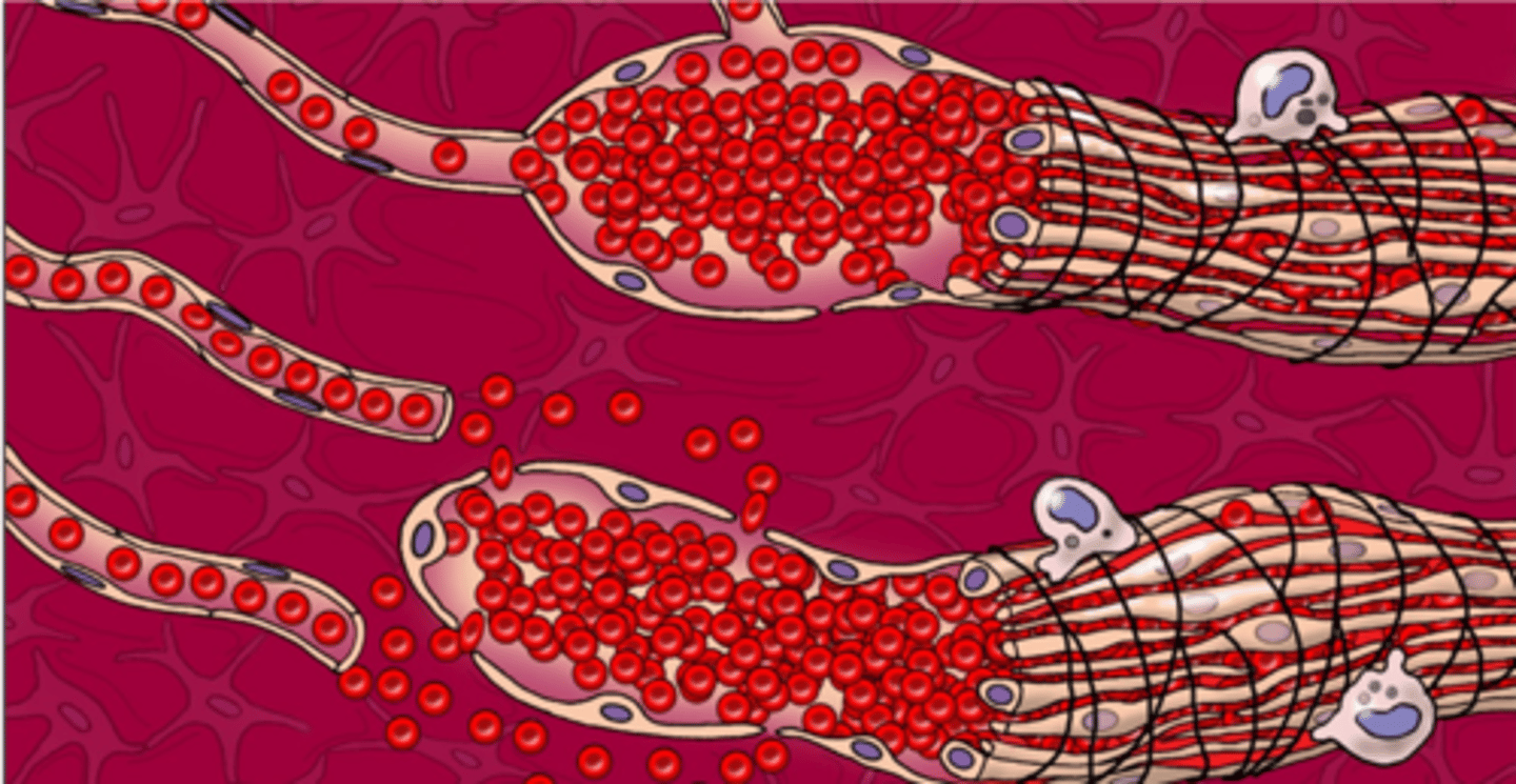 <p>the top circulatory system is [open/closed]</p>