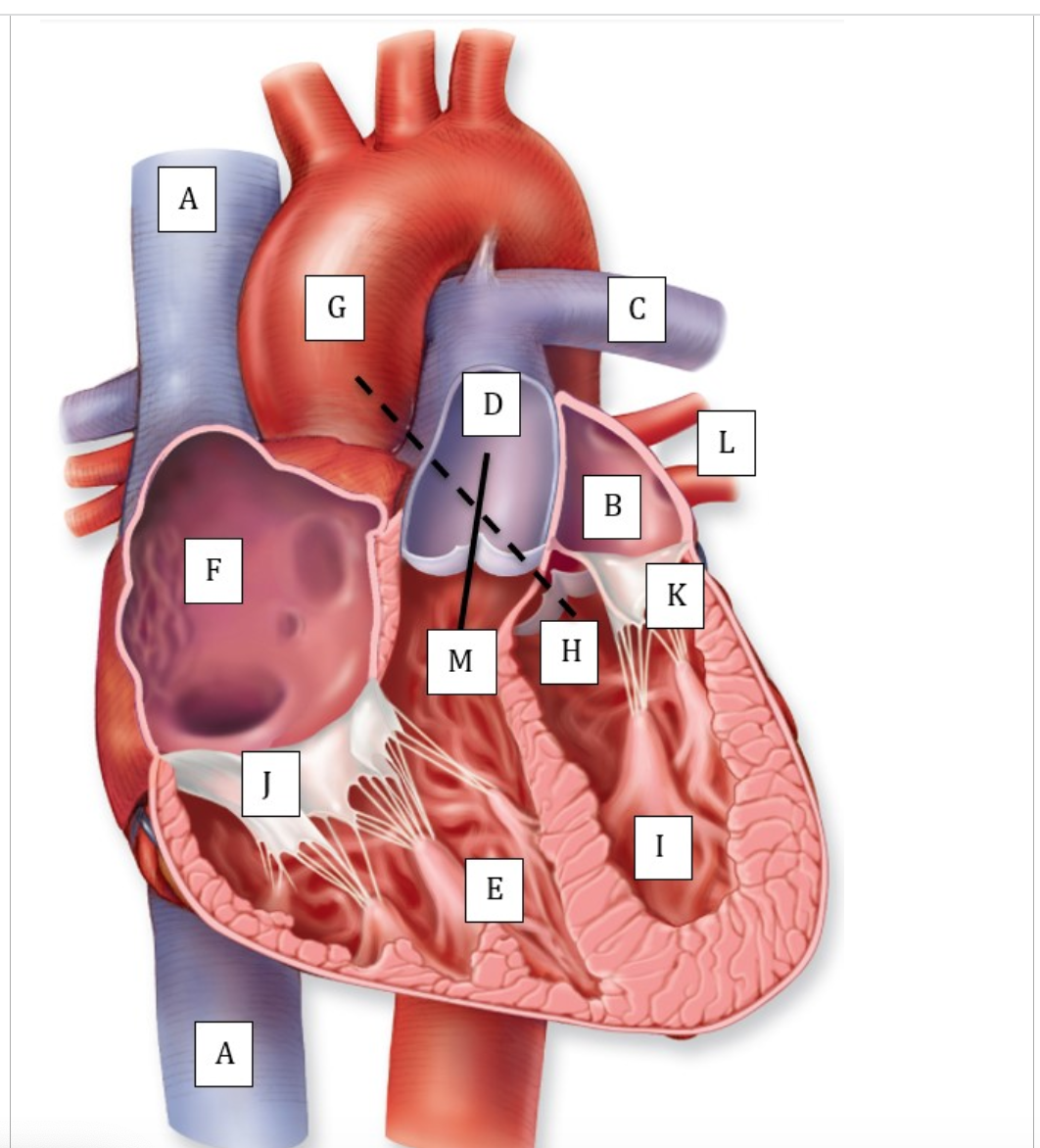 <p>Match the correct letter with the term:</p><p>*dashed line from "H" to "G" is posterior to solid line from "M" to "D"</p>