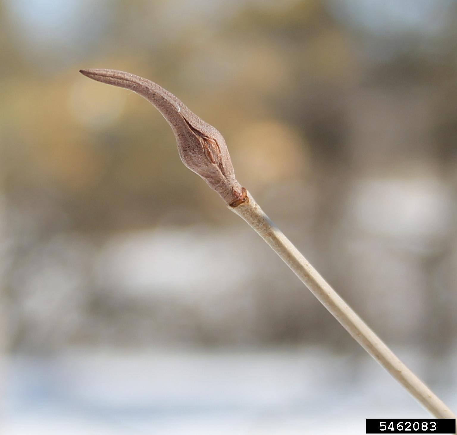 <ul><li><p>swamps / moist areas, shade intol</p></li><li><p>opp branch</p></li><li><p>leaves: pinnate, finely serrate</p></li><li><p>buds: valvate, witch finger, pinkish grey</p></li><li><p>twigs: grey / brn, smooth</p></li><li><p>repro: clustered blue berries w/ red stems</p></li></ul>