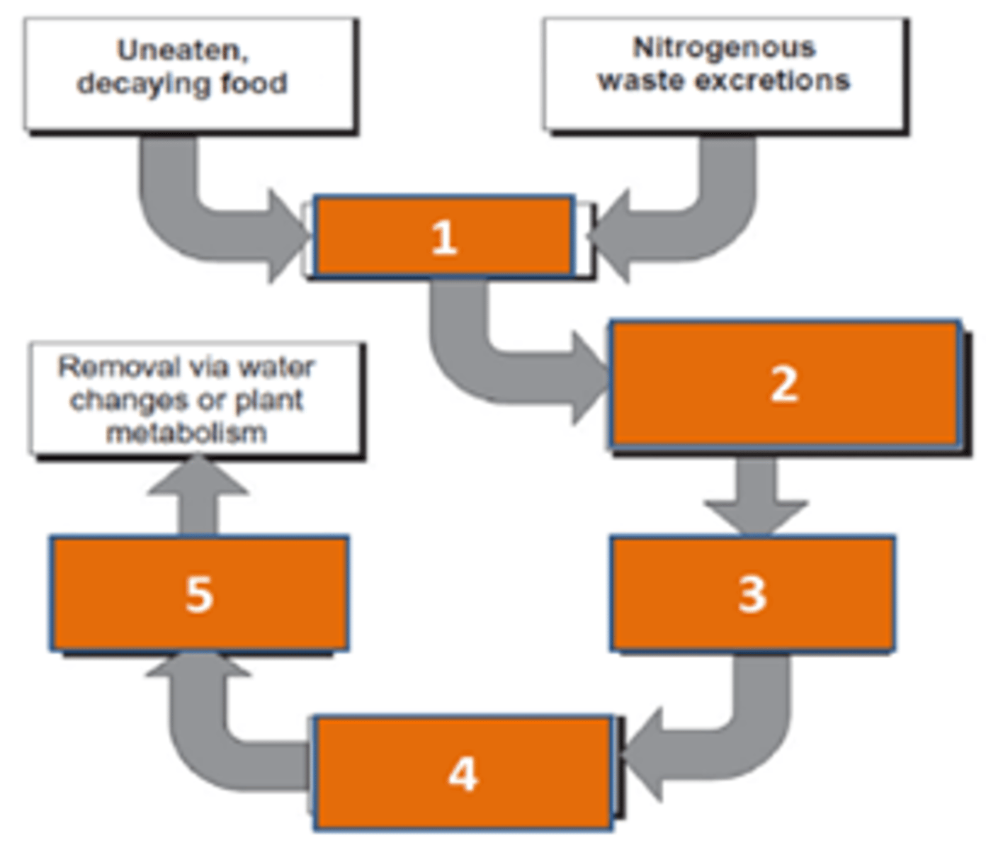 <p>Choose the option that correctly describes the steps of the nitrogen cycle:</p><p>A. 1 = Ammonia, 2 = Nitrosomonas spp, 3 = Nitrate, 4 = Nitrobacter spp, 5 = Nitrite</p><p>B. 1 = Ammonia, 2 = Nitrobacter spp, 3 = Nitrate, 4 = Nitrospira spp, 5 = Nitrite</p><p>C. 1 = Ammonia, 2 = Nitrosomonas ssp, 3 = Nitrite, 4 = Nitrobacter spp, 5 = Nitrate</p><p>D. 1 = Ammonia, 2 = Nitrospira spp, 3 = Nitrite, 4 = Nitrosomonas spp, 5 = Nitrate</p>
