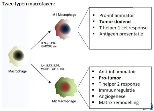 <p>Macrofagen kunne plasticiteit vertonen en wisselen tussen M1- en M2-fenotypen afhankelijk van de signalen in hun omgeving. Hierdoor heel adaptief en kunnen ze functies uitvoeren op basis van behoefte omgeving.</p><p>Type 1 (M1): Pro-inflammatior, tumor dodent, Th1 cel respons, antigen presentatie</p><p>Type 2 (M2): Anti-inflammatoir, pro-tumor, th2 repsons, immuunregulatie, angiogenese, matrix remodelling</p><p>M2 kunnen helpen bij tumormotiliteit door adherens junctions en tight junctions tussen cellen te knippen door MMP’s uitgescheden door M2.</p><p>MMP maakt bloedvatendotheel dus meer permeabel en tumorcellen volgen de macrofagen door endotheel heen. </p>