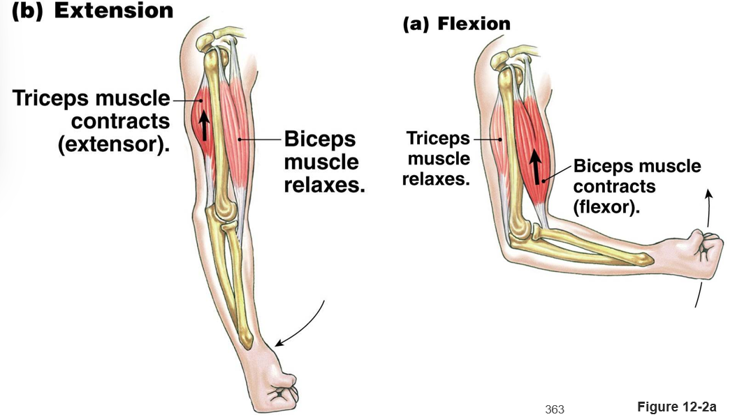 <p><u>biceps and triceps</u></p><ul><li><p><strong>extension</strong>: when tricep contracts, bicep relaxes</p></li><li><p><strong>flexion</strong>: when bicep contracts, tricep relaxes</p></li></ul>