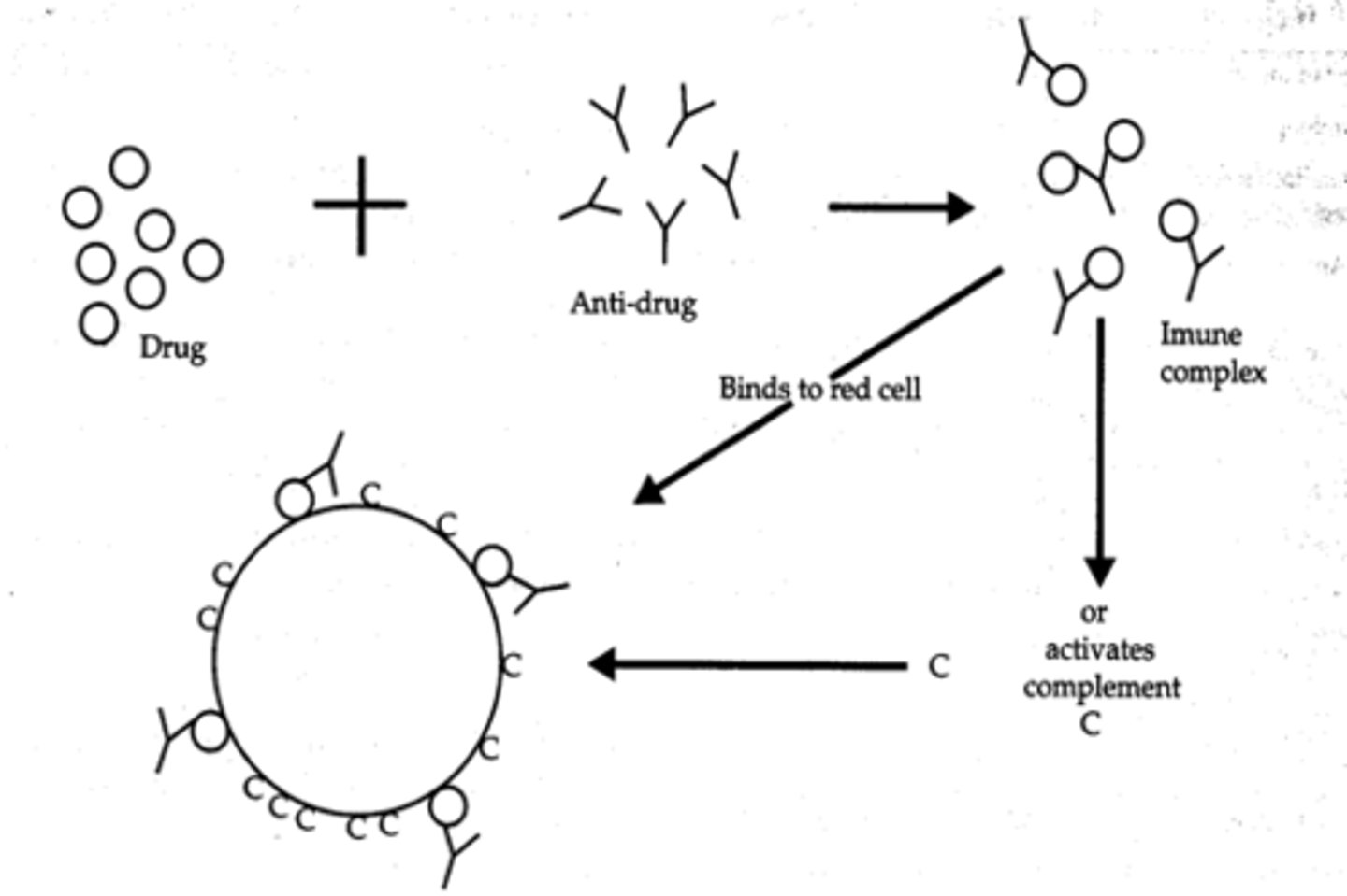 <p>1) Antibody forms tight complex with the drug; the "immune complexes" (IC's) circulate in the plasma</p><p>2) The IC's bind non-specifically to the red cell and cause C3 to bind.</p><p>3) The IC's then dissociate, leaving the cell coated with Complement, to hemolyze.</p><p>4) Cause intravascular as well as extravascular hemolysis</p>