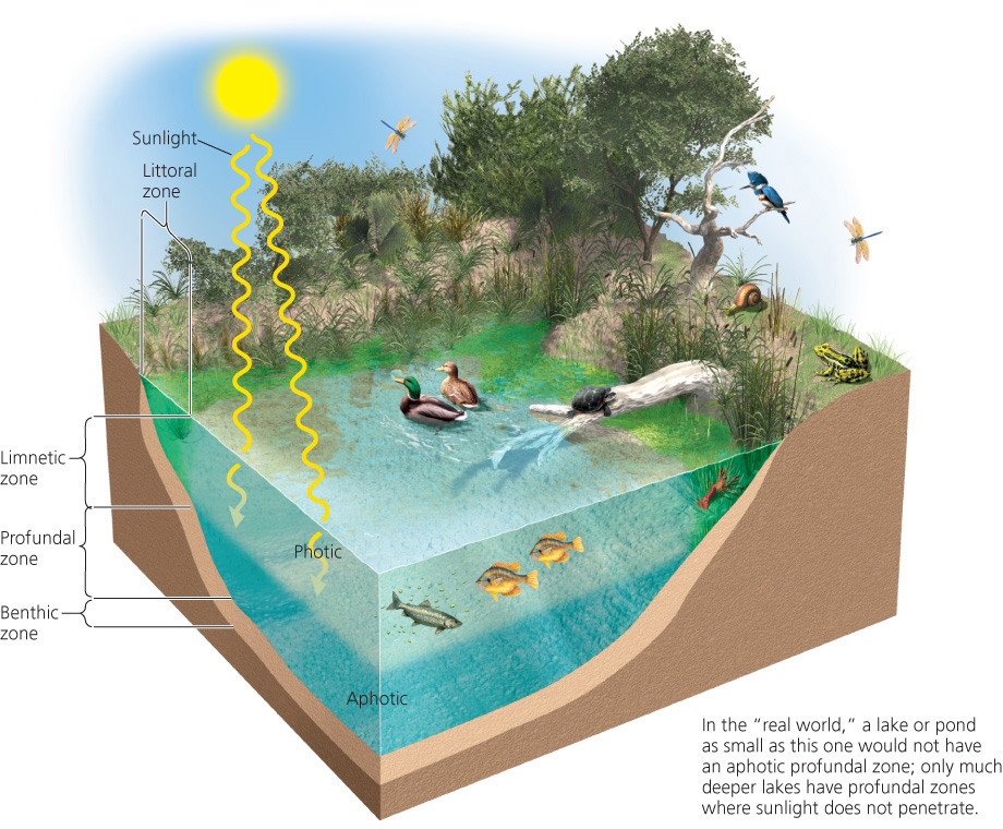 <p>Benthic zone</p>